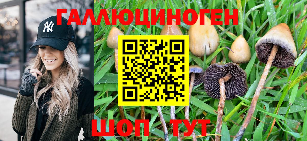 Псилоцибиновые грибы Psilocybine cubensis  Сатка 